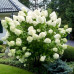 Hydrangea paniculata Polar Bear - Drvenasta hortenzija Polar Bear
