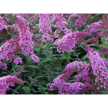 Buddleja davidii Pink Delight - Letnji jorgovan Pink Delight