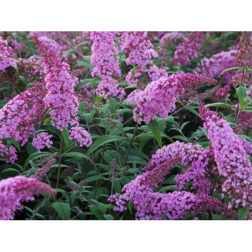 Buddleja davidii Pink Delight - Letnji jorgovan Pink Delight