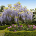 Wisteria sinensis - Plava kiša