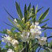 Nerium oleander - Oleander