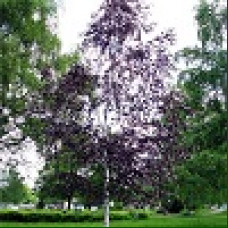 Betula pendula Purpurea - Crvenolisna breza