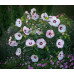 Hibiscus moscheutos - Močvarni hibiskus