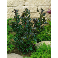 Ilex meserveae Heckenblau - Božikovina Heckenblau