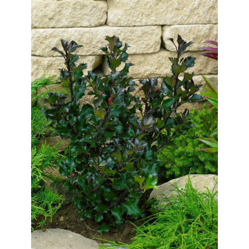 Ilex meserveae Heckenblau - Božikovina Heckenblau