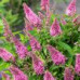 Buddleja davidii Butterfly Candy Little - Patuljasti letnji jorgovan Butterfly Candy Little