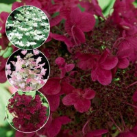 Hydrangea paniculata Wims Red - Drvenasta hortenzija Wims Red