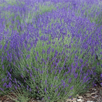 Lavandula angustifolia Munstead - Lavanda Munstead