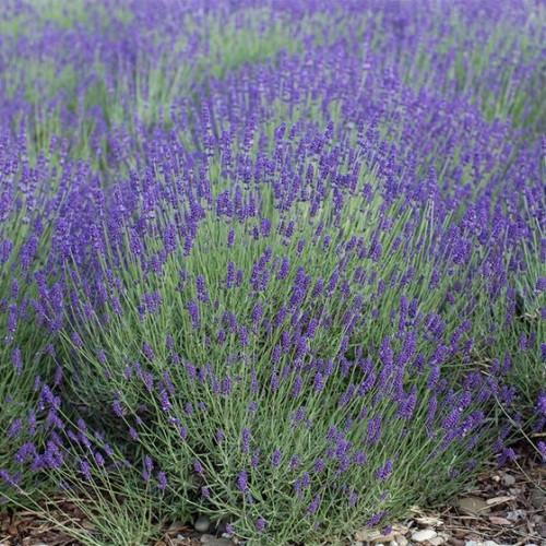 Lavandula angustifolia Munstead - Lavanda Munstead