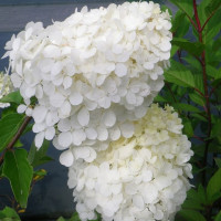 Hydrangea paniculata Polar Bear - Drvenasta hortenzija Polar Bear