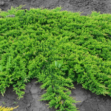Juniperus horizontalis Prince of Wales - Polegla kleka Prince of Wales