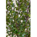 Ilex meserveae Heckenfee - Božikovina Heckenfee