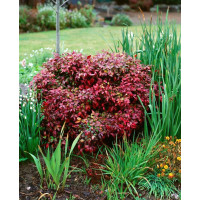 Nandina domestica Flirt - Patuljasta nandina Flirt