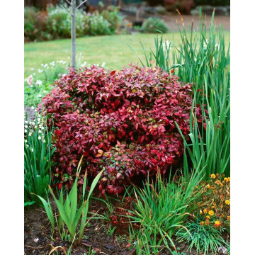 Nandina domestica Flirt - Patuljasta nandina Flirt