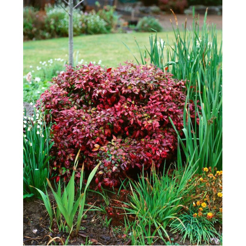 Nandina domestica Flirt - Patuljasta nandina Flirt