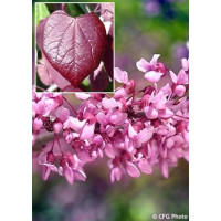 Cercis canadensis Forest Pansy - Judino drvo Forest Pansy