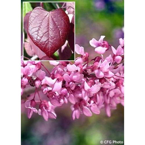 Cercis canadensis Forest Pansy - Judino drvo Forest Pansy