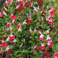 Salvia microphylla Hot Lips - Ukrasna žalfija