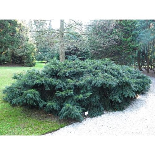 Taxus baccata Repandens - Tisa Repandens