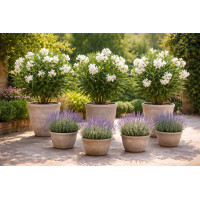 Nerium oleander - Oleander