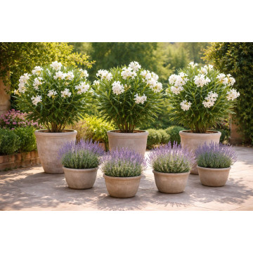 Nerium oleander - Oleander