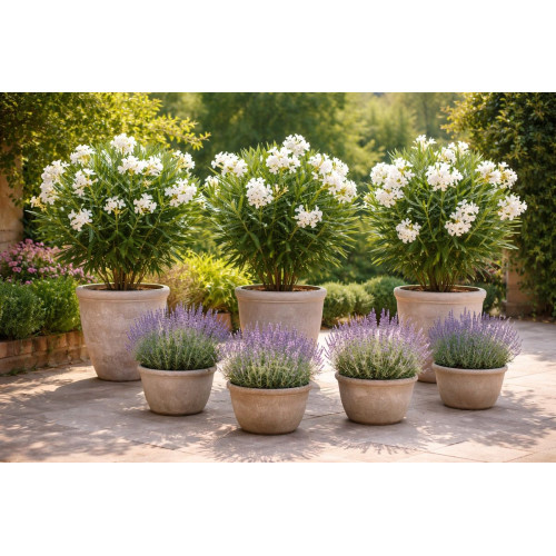 Nerium oleander - Oleander