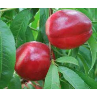 Kajsija Caldesi Kajsija Caldesi