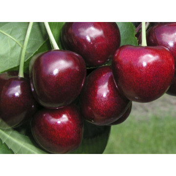 Trešnja Karmen Trešnja Karmen