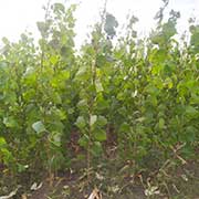 Deciduous plants