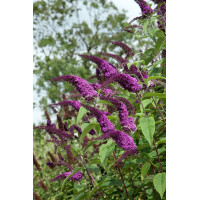 Buddleja davidii African Queen - Letnji jorgovan African Queen