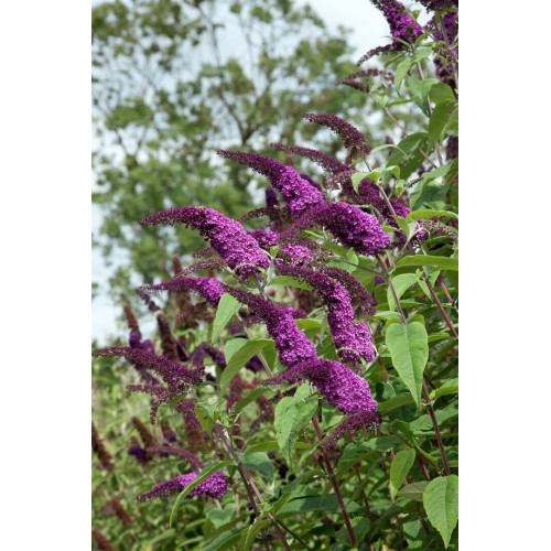 Buddleja davidii African Queen - Letnji jorgovan African Queen