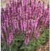 Salvia nemorosa Rose Queen - Ukrasna žalfija Rose Queen