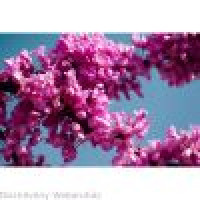 Cercis canadensis - Judino drvo