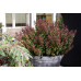 Leucothoe axiillaris Twisting ReD - Leukote Twisting Red Leucothoe axiillaris Twisting ReD - Leukote Twisting Red