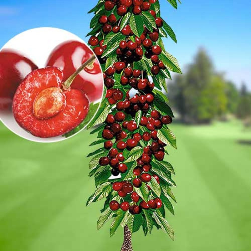 Stubasta trešnja Stubasta trešnja