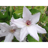 Clematis Snow Queen - Klematis Snow Queen