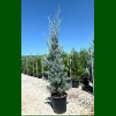 Cupressus Arizonica Glauca - Arizonski čempres