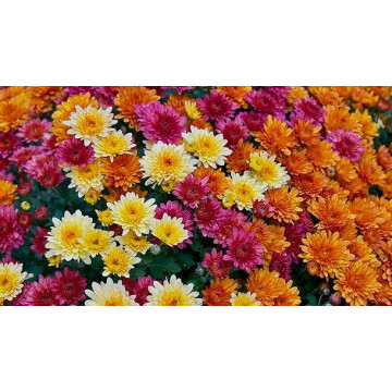 Hrizantema Hrizantema