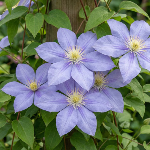 Clematis Justa - Klematis Justa