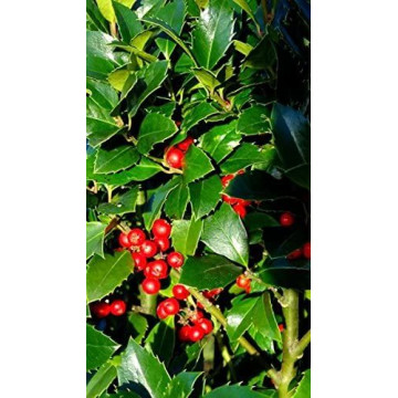 Ilex meserveae Heckenfee - Božikovina Heckenfee