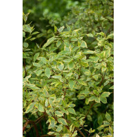 Cornus alba Spaethii - Šarenolisni dren Spaethii Cornus alba Spaethii - Šarenolisni dren Spaethii