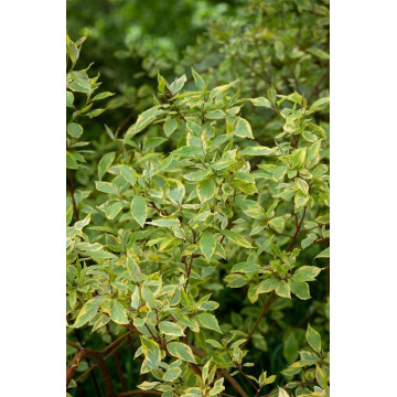 Cornus alba Spaethii - Šarenolisni dren Spaethii Cornus alba Spaethii - Šarenolisni dren Spaethii