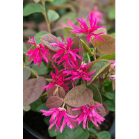 Loropetalum ch. Daybreaks Flame - Loropetalum Daybreaks Flame