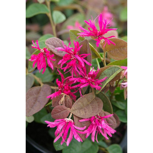 Loropetalum ch. Daybreaks Flame - Loropetalum Daybreaks Flame