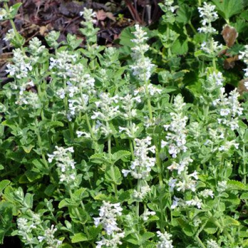 Nepeta racemosa Alba - Nepeta Alba
