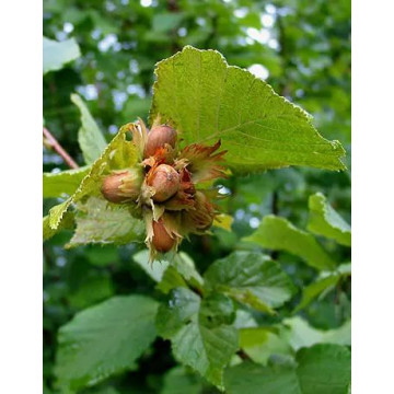 Corylus avellana - Obična leška