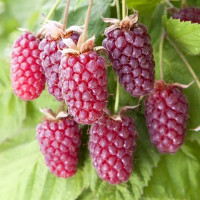 Rubus fruticosus Tayberry - Kupina Tayberry