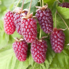 Rubus fruticosus Tayberry - Kupina Tayberry