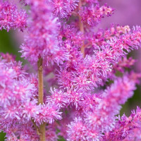 Astilbe chinensis Black Pearls - Astilba Black Pearls