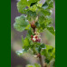 Ribes uva Hinnönmaki Röd - Ogrozd crveni Hinnonmaki Rod